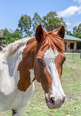 馬,油漆馬,動物