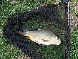 鯉魚,拉巴,魚