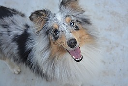 設(shè)得蘭群島牧羊犬,狗,青年