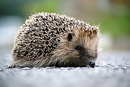 刺猬,動物,野生