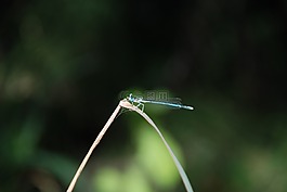 蜻蜓,昆蟲,性質(zhì)