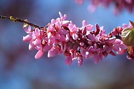 花卉,性質(zhì),樹