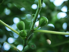 無花果樹,無花果,未成熟的