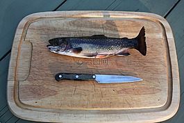 虹鱒魚,釣魚,特勞特