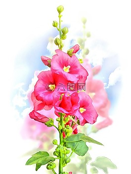 錦葵,花卉,夏季