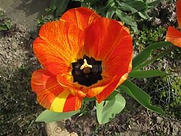 郁金香,花,春天