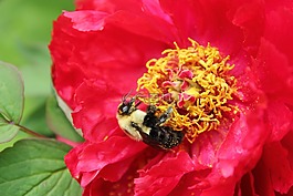 蜜蜂,大黃蜂,polen