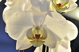 蘭花,白,花