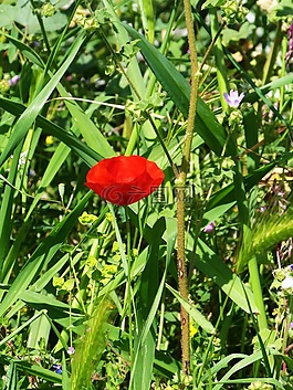 罌粟,花,野生