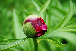 花,開花,性質(zhì)