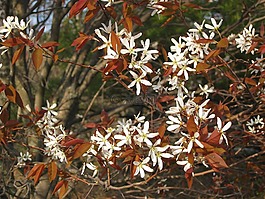 阿卡迪亚国家公园,鲜花,树