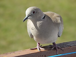 鳥,鋼筆,春