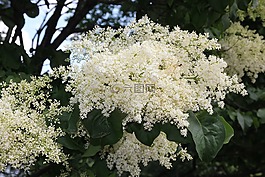 日本樹丁香,樹的花朵,樹