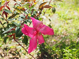 玫瑰,開花,粉紅色