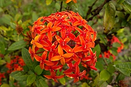 花,特寫,橙色