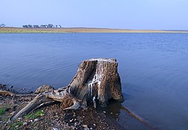 存根 stub,树,树墩