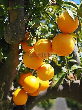 橘子,水果,橙