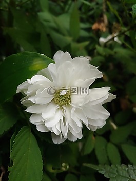 白花,性質(zhì),綠色