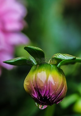 芽,花,花园里的花
