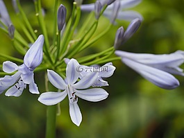 agapanthus,鮮花,夏天花