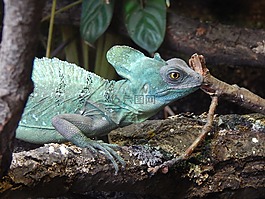 蜥蜴,動物園,深