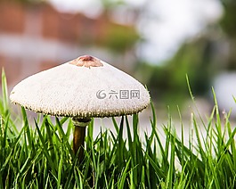 蘑菇,真菌,草坪