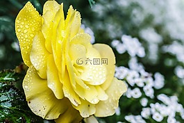 玫瑰,黃色,花