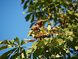 板栗,秋季,水果