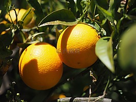 橘子,水果,橙