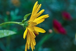 黃色,花,花園里的花