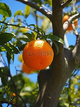 橙,水果,橙色