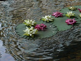 水,植物,綠色