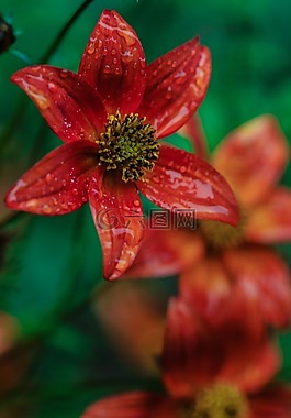 花,花園里的花,開花