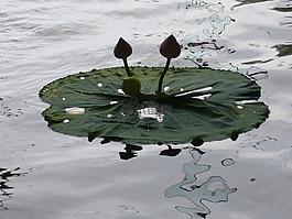 水,植物,綠色