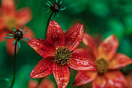 花,花園里的花,開花