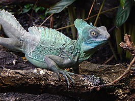動物園,動物,顏色