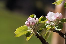 蘋果樹花,蘋果樹,科
