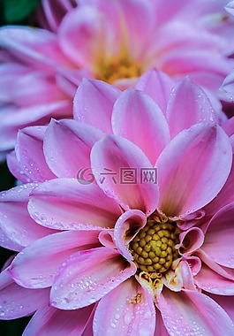 粉紅色,花,花園里的花