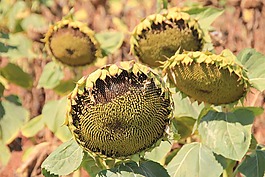 向日葵,太陽花,素食