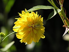 夏季,鮮花,夏季花卉