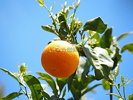 橙,水果,橙色