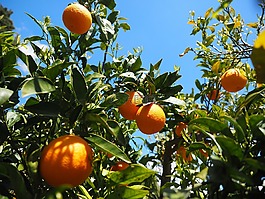 橘子,水果,橙