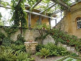 花園,野生,雜草叢生