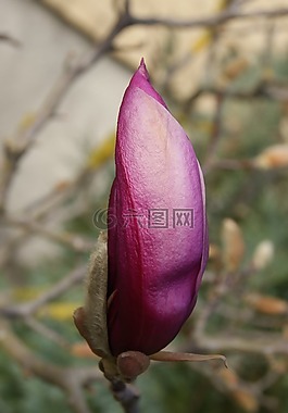 玉蘭,花,性質(zhì)