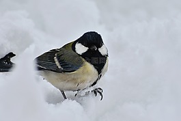 動(dòng)物,鳥,野生鳥類