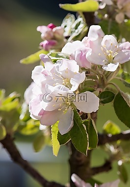 蘋果樹花,樹花,蘋果花