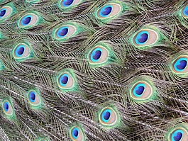 孔雀,動(dòng)物,動(dòng)物園