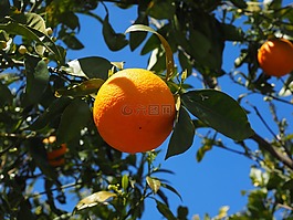 橙,水果,橙色