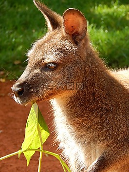 袋鼠,動物園,動物