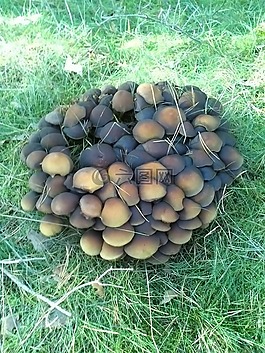 蘑菇,森林